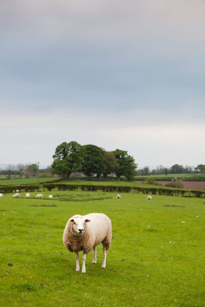 Irish sheep in a green field